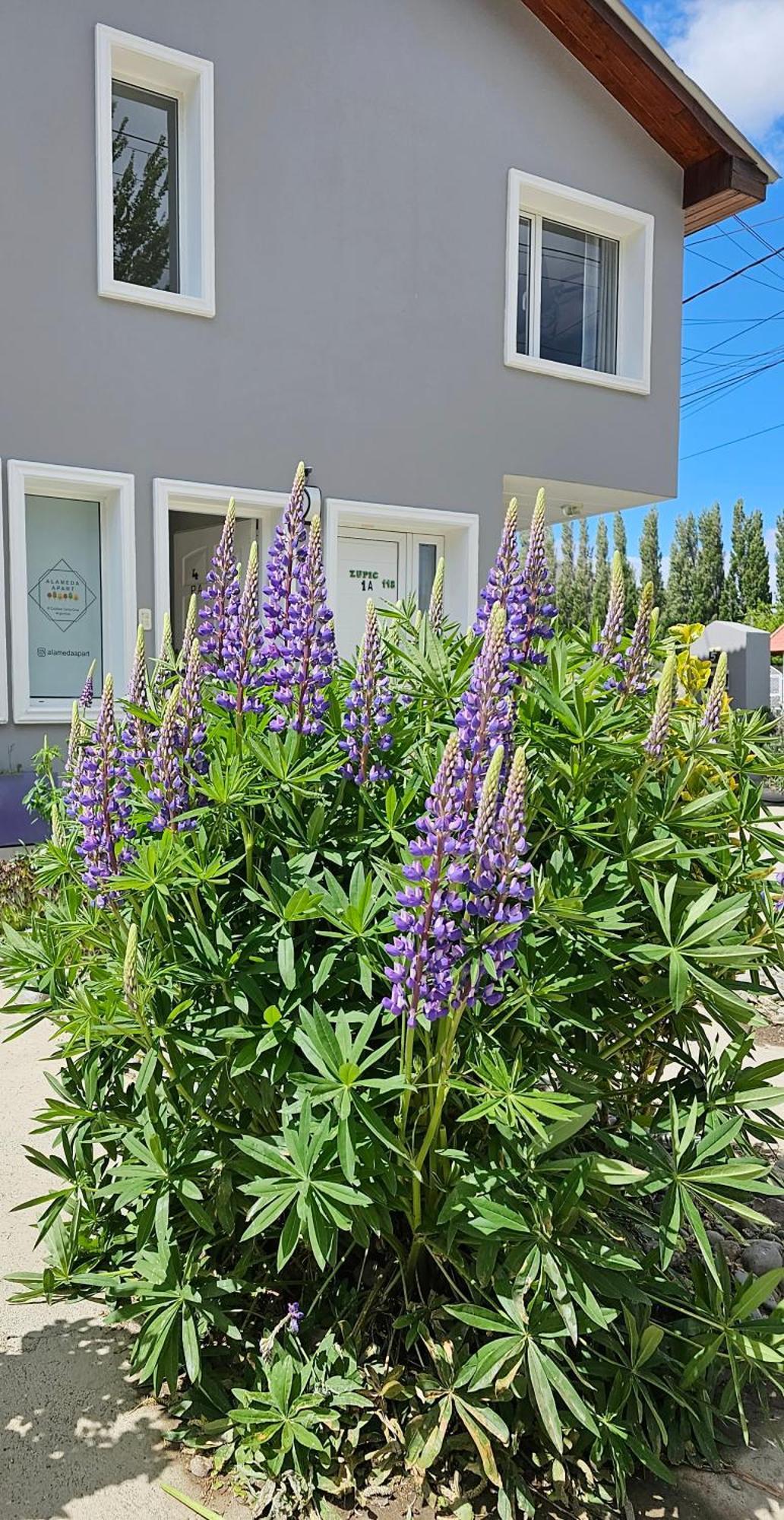 Alameda Apart Ел Калафате Екстериор снимка